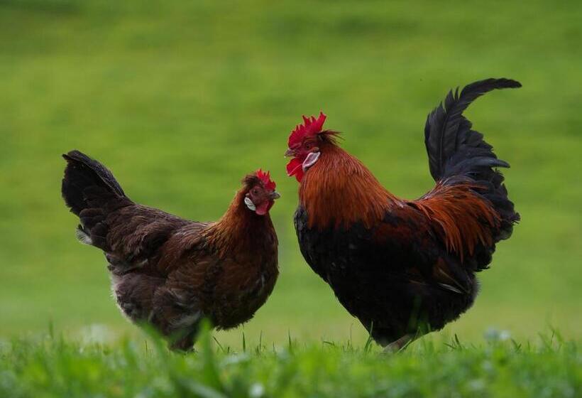 هتل Tourist Farm šenkova Domačija