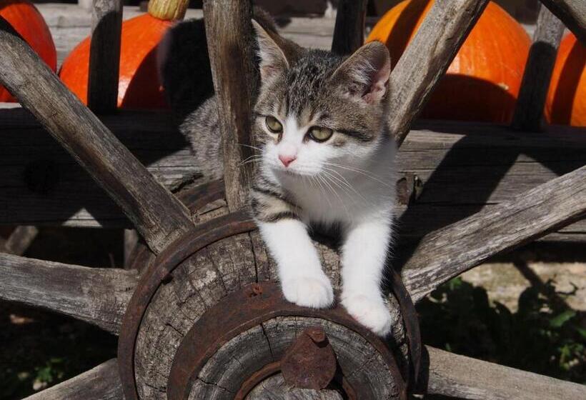 هتل Tourist Farm šenkova Domačija