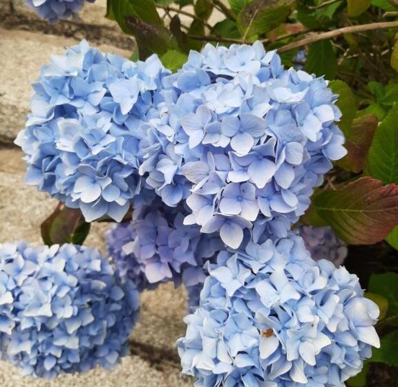 פנסיון Abhainn Ri Farmhouse