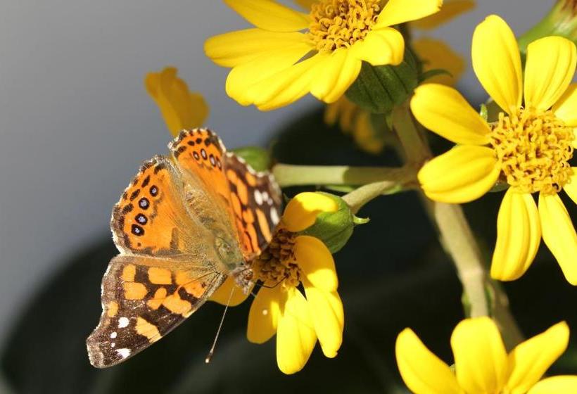 بنسيون Hostal Petit Verdot