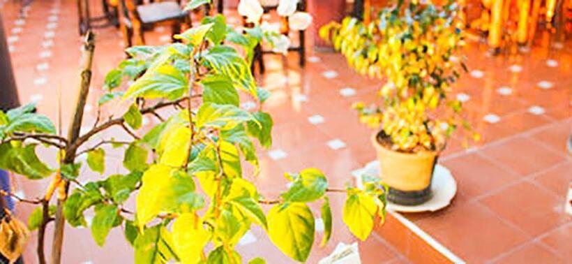 هاستل Jad Auberge