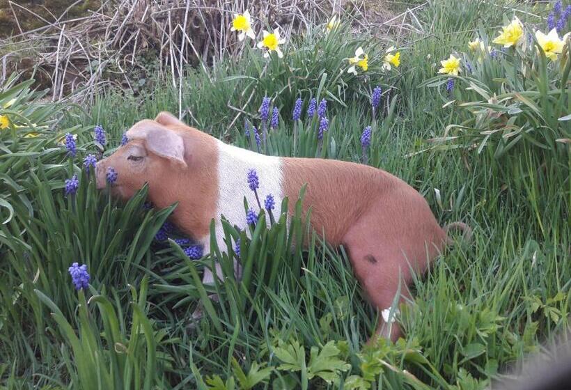 בית מלון כפרי Bühl 3