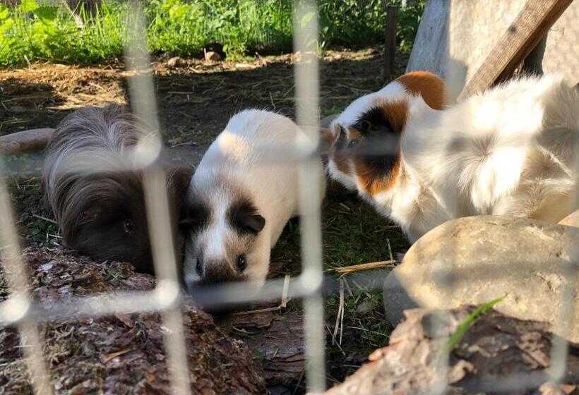 בית מלון כפרי Bühl 3