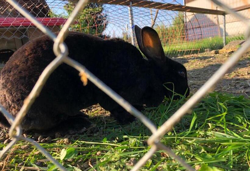 בית מלון כפרי Bühl 3