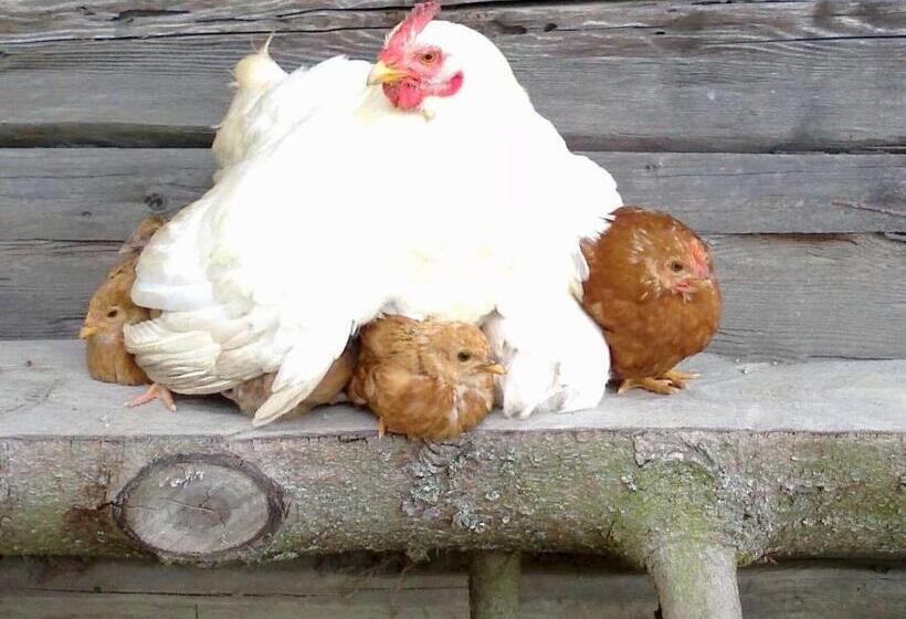 膳宿费 Apartment At Sedliacky Dvor   Brezno