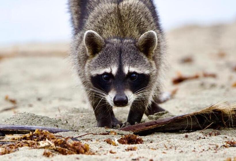 פנסיון Cabinas Cahuita