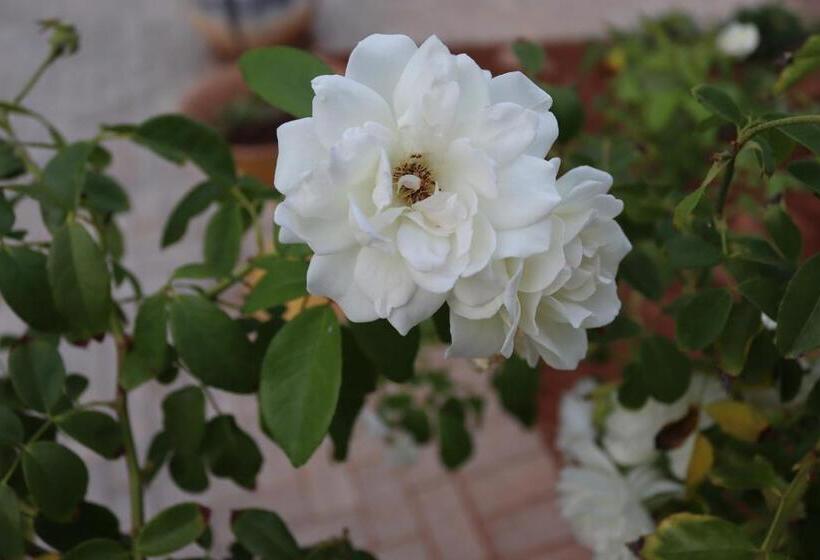 膳宿费 Housemartin Guest House