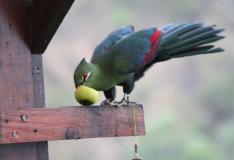 پانسیون The Tops