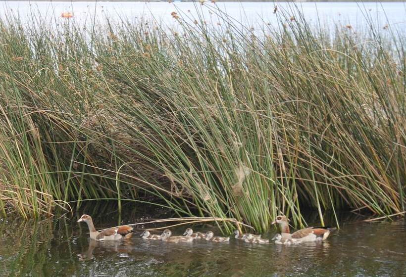 پانسیون The Tops