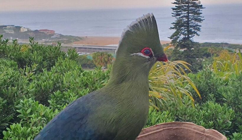 پانسیون The Tops