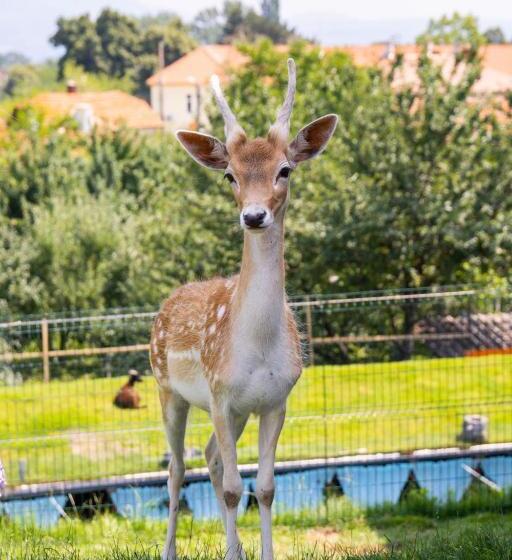 پانسیون Tihiat Kut Complex