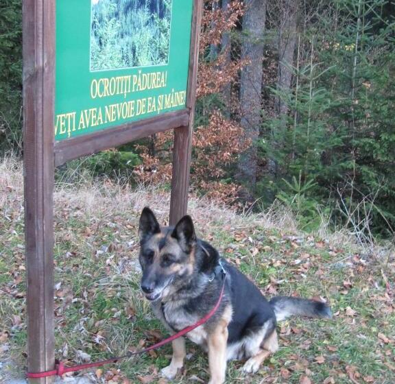 بنسيون Timis Valley, Casa Eni&dan