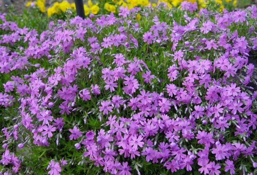 بنسيون Yumekiko