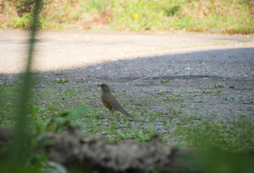 بنسيون Yumekiko