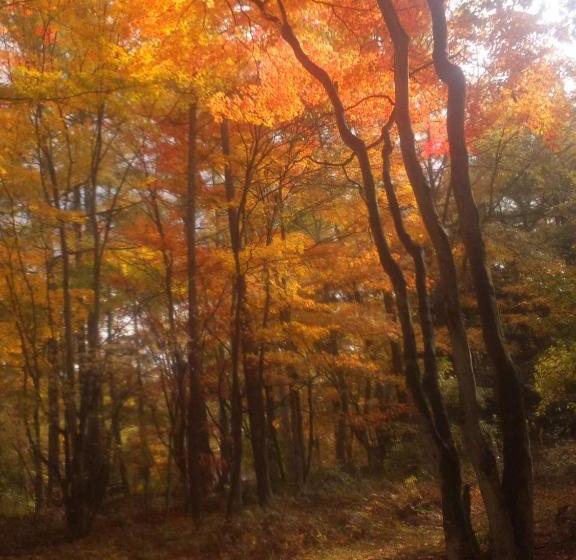 بنسيون Yumekiko