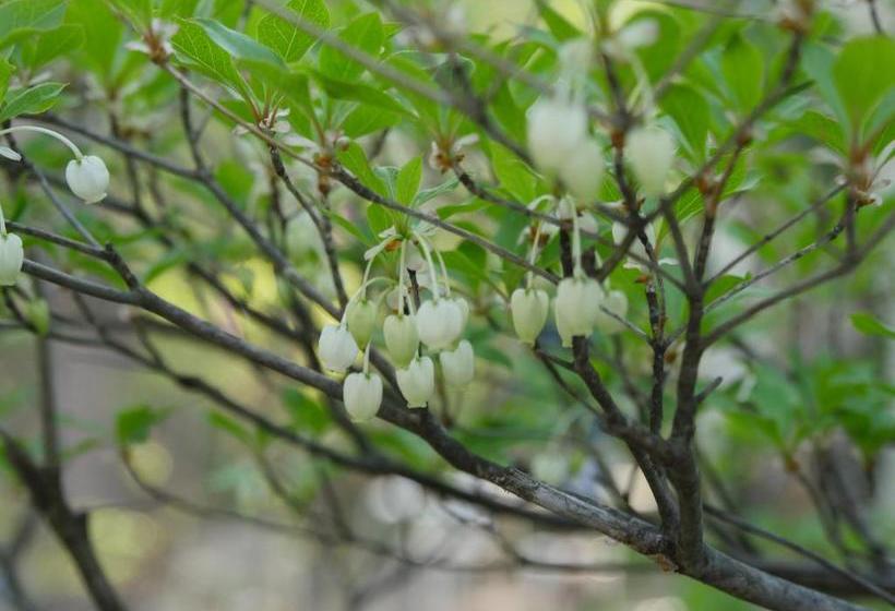 بنسيون Yumekiko