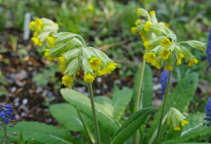 بنسيون Yumekiko