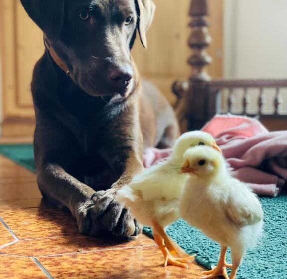 ホテル Vogelhubergut   Familie Scherleithner