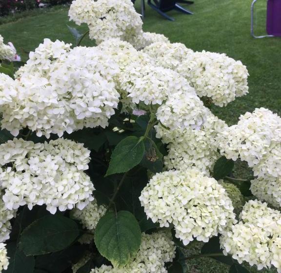 פנסיון Bobi Guest House