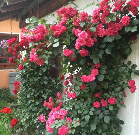 פנסיון Bobi Guest House