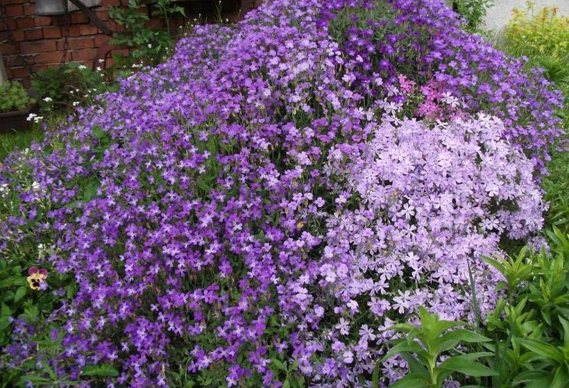 פנסיון Bobi Guest House