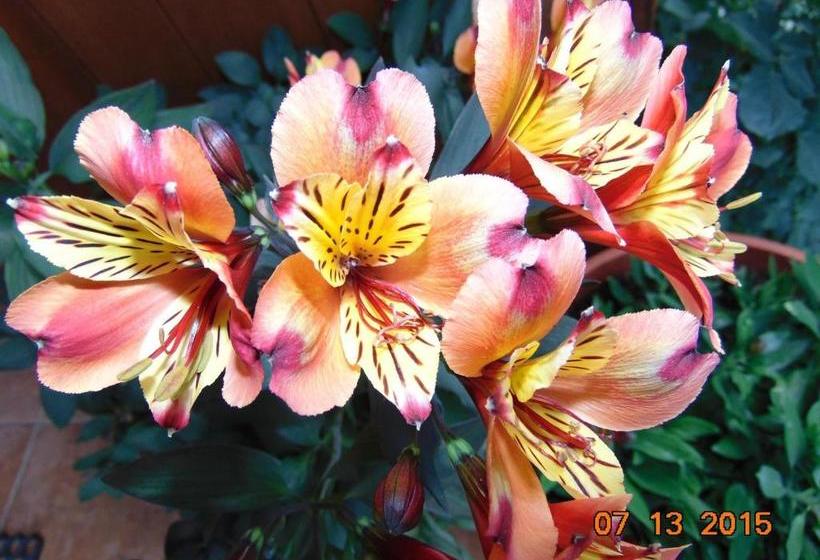 פנסיון Bobi Guest House