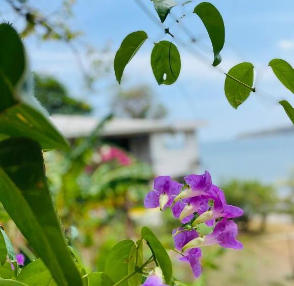 膳宿费 Coibahouse