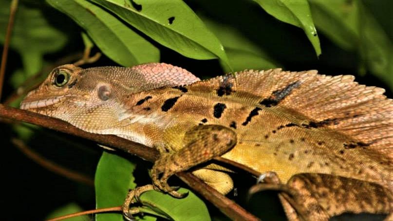 بنسيون Encanto Lodge