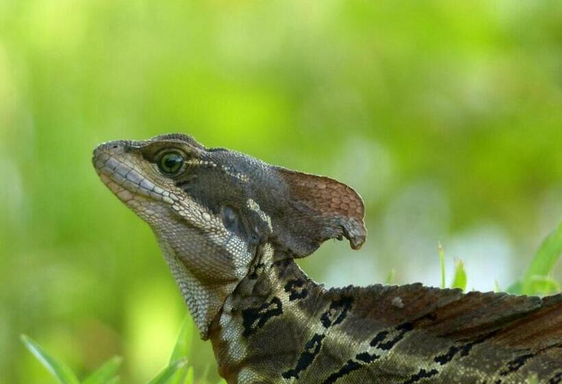 بنسيون Encanto Lodge