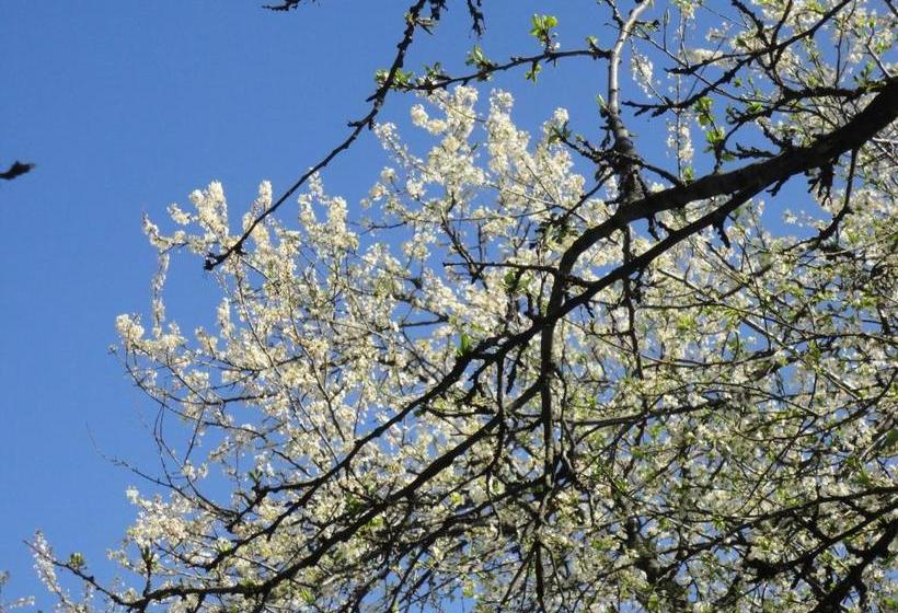 פנסיון Guest House Astra