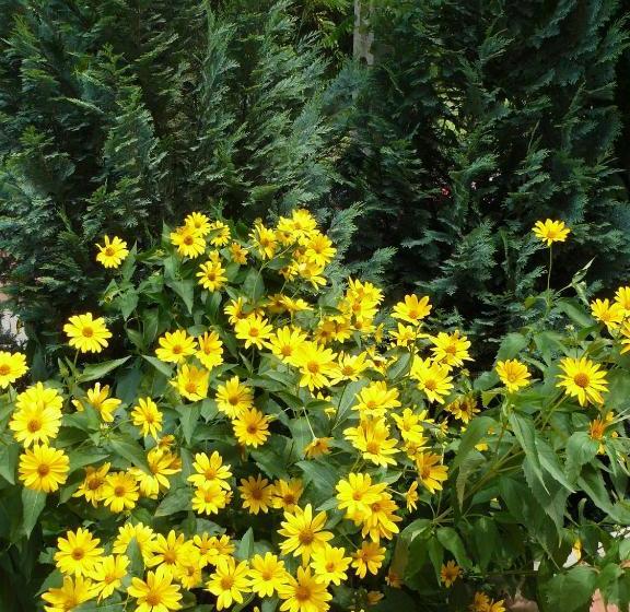 פנסיון Hejő Apartman