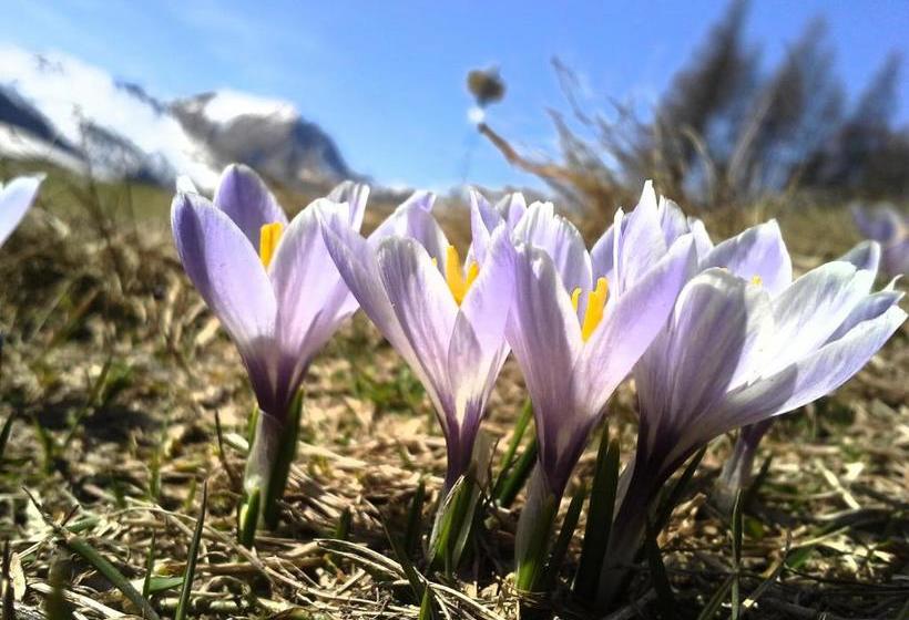 بنسيون Jagdhof