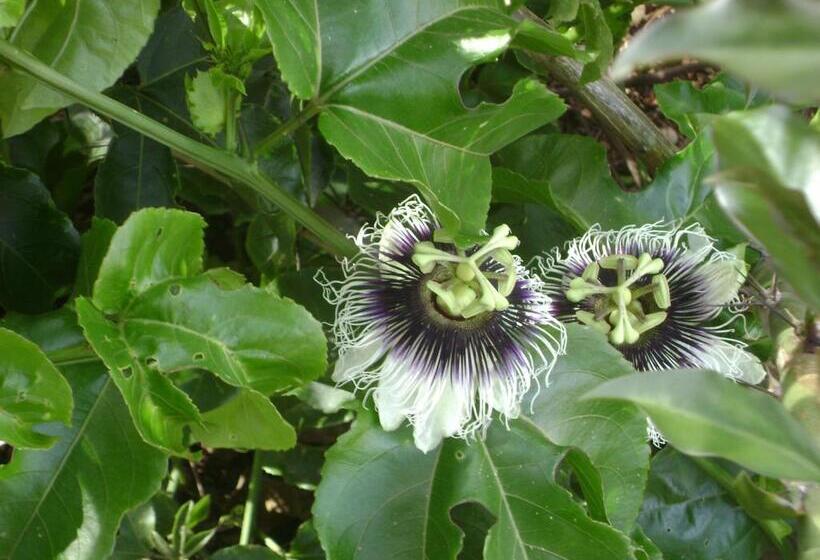 펜션 Pousada Dos Tucanos