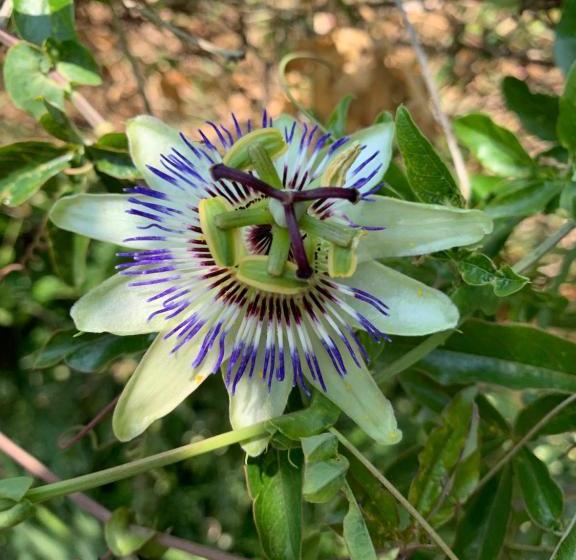 膳宿费 Villa California