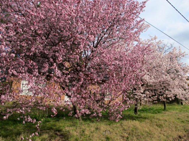 旅馆 Hostería La Península