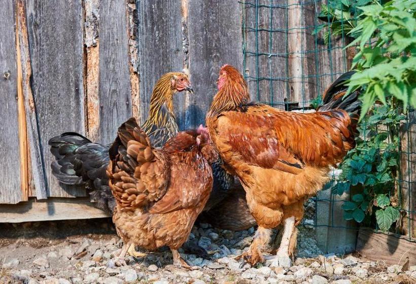 ホテル Linharterhof