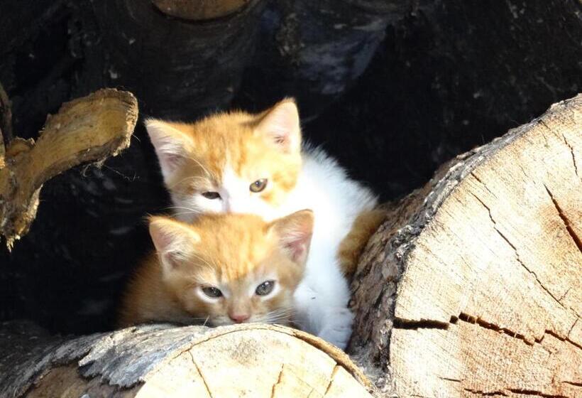 בית מלון כפרי Linharterhof