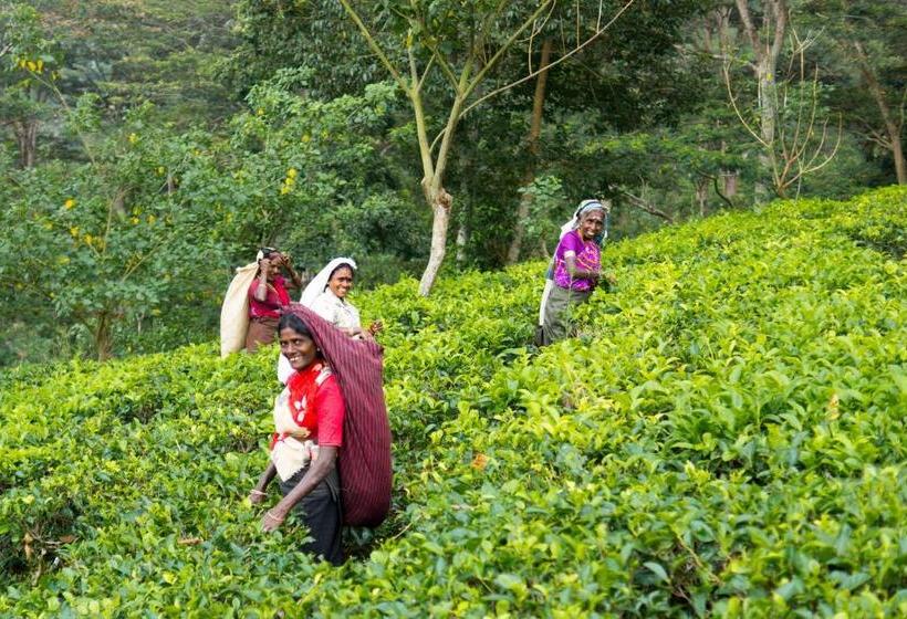Пансион Ashburnham Tea Estate