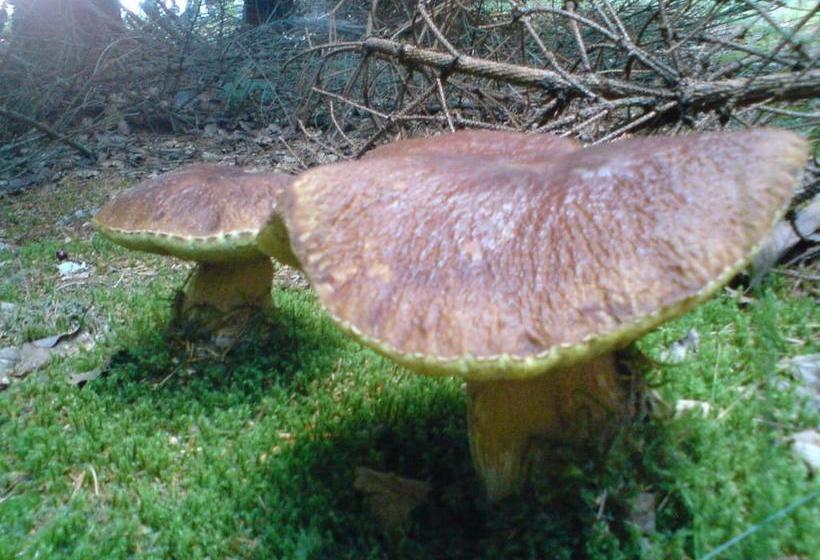 펜션 Bioalm Wassermann Wirt