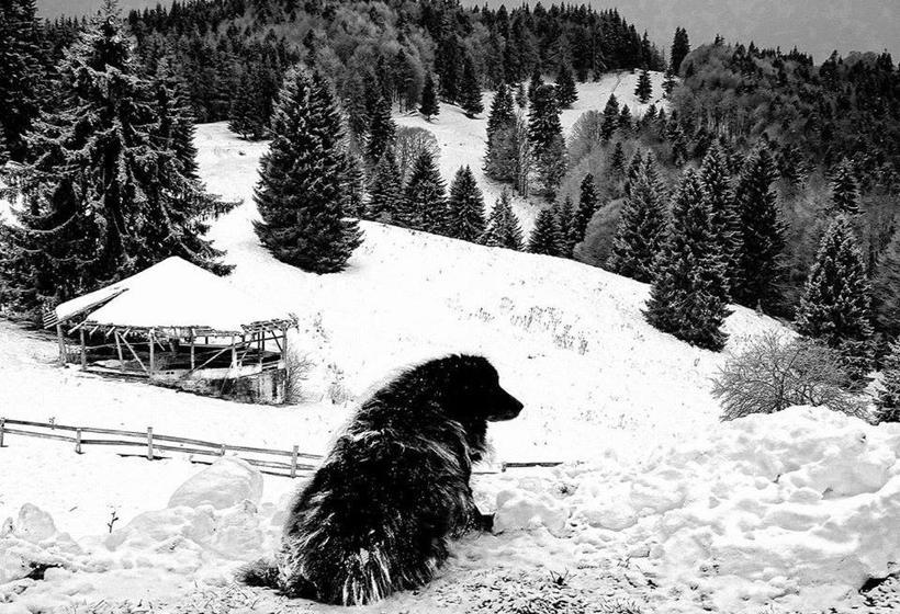 بنسيون Cabana Poiana Secuilor