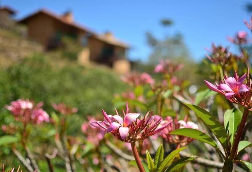 Pension Cafezal Em Flor Turismo E Cafés Especiais
