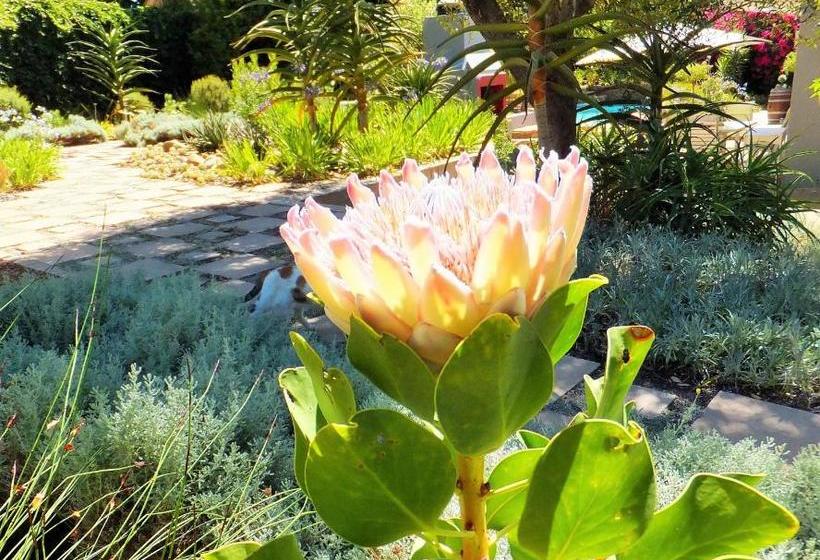 بنسيون Cape Valley Manor Guest House