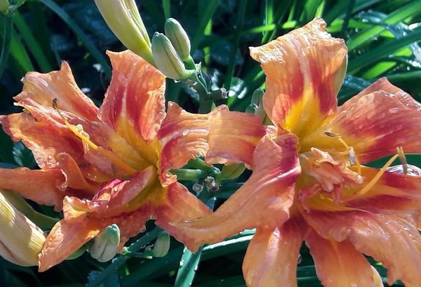 פנסיון Gasthof Hirschen