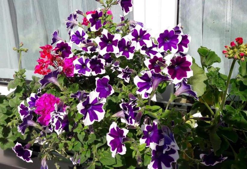 פנסיון Gasthof Hirschen