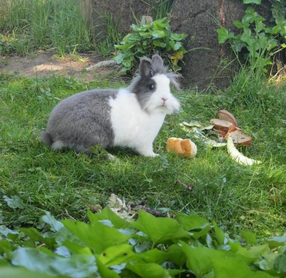 פנסיון Gasthof Hirschen