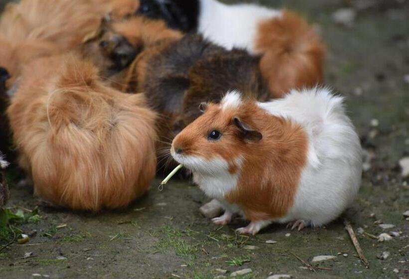 بنسيون Hiasl Stubn