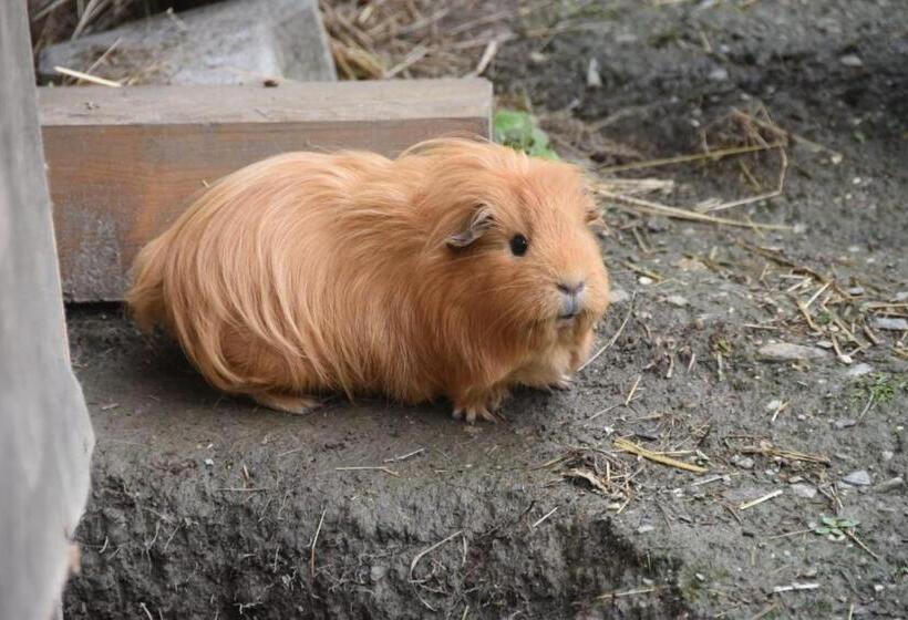 بنسيون Hiasl Stubn