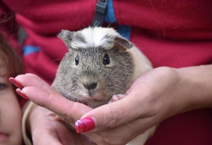 بنسيون Hiasl Stubn