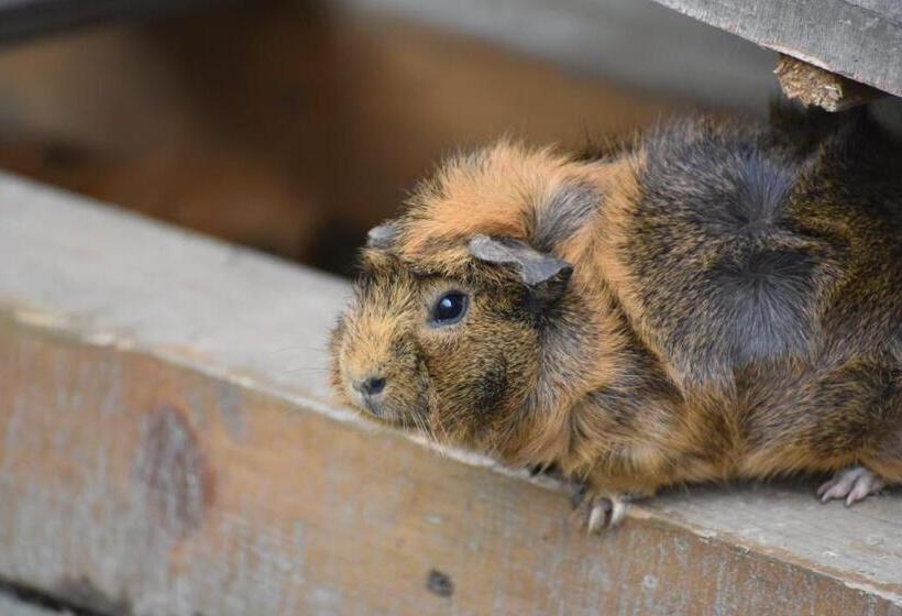 بنسيون Hiasl Stubn