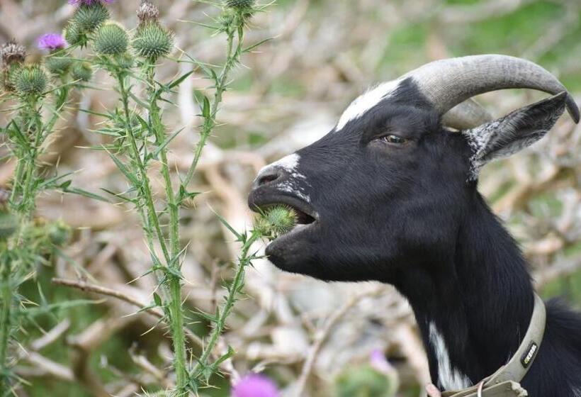 بنسيون Hiasl Stubn